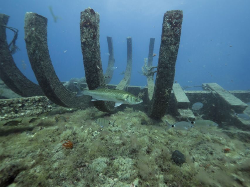Puerto de Mogán: Submarine Tour - Using the Audio Guide in 9 Languages Without Getting Left Behind