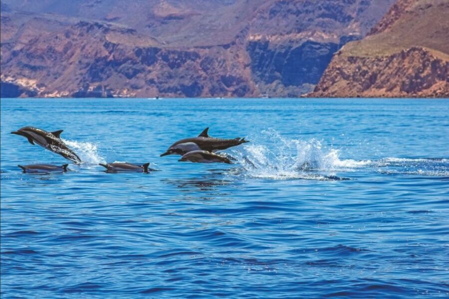 Puerto Rico : 2 hour Dolphin Catamaran Excursion - Comfort, Crew, and the Onboard Soft Drink Perk