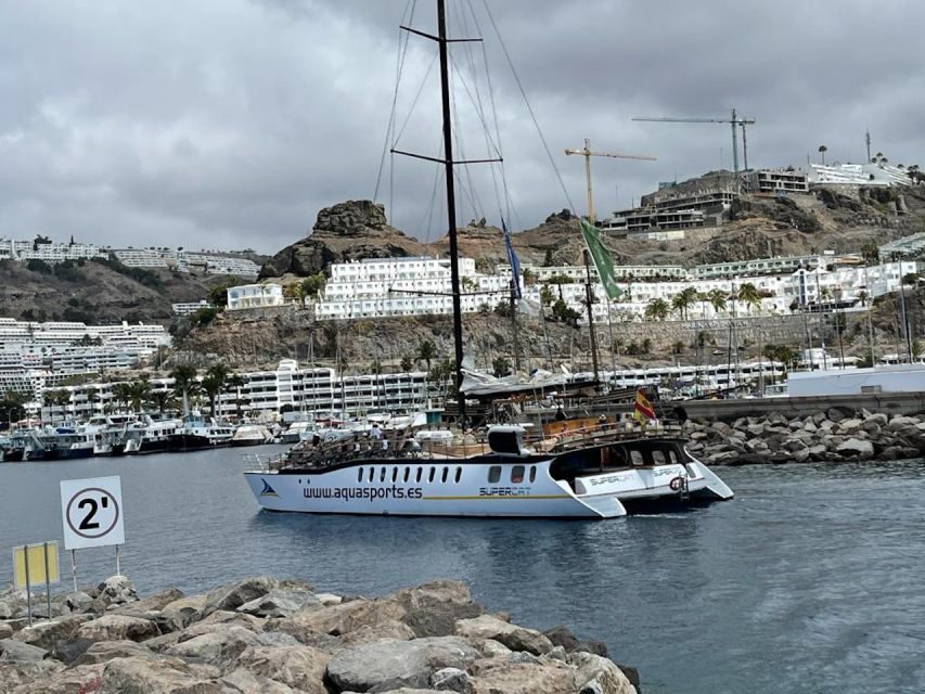 Puerto Rico : 2 hour Dolphin Catamaran Excursion - The Dolphin or Whale Guarantee: What It Means in Real Life
