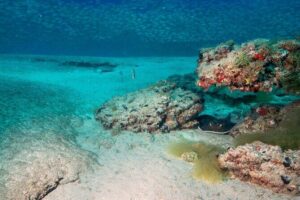 Scuba Diving Experience at Arguineguin and Puerto Rico - Meeting at C. Anfi del Mar: paperwork, gear, and a smooth start
