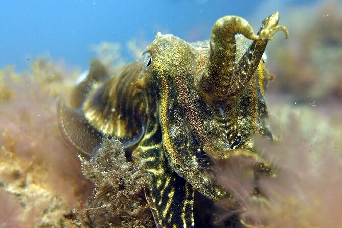 Scuba Diving Experience for Beginners in Gran Canaria - Training That Supports Nervous First-Timers