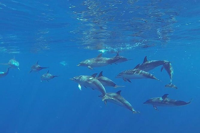 Spirit of the Sea: Cetacean sighting in Gran Canaria - Checking In at Calle Puerto Base (and Finding the Boat Fast)