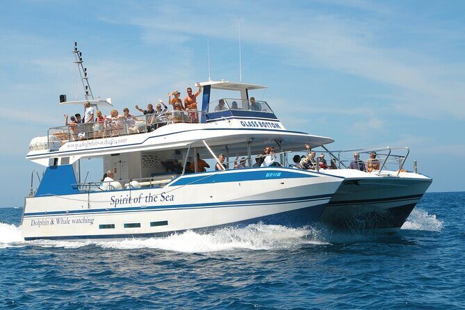 Spirit of the Sea: Cetacean sighting in Gran Canaria - Watching Without Disturbing: The Crew’s Animal-Respect Approach