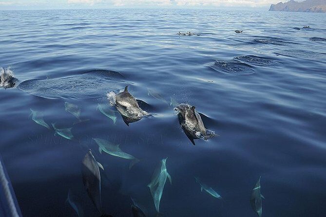 Spirit of the Sea: Cetacean sighting in Gran Canaria - Included Drinks, Max 75 Travelers, and the $48.27 Value Call