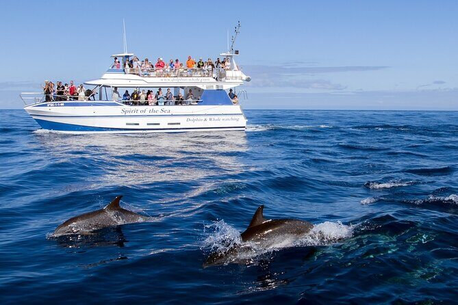 Spirit of the Sea: Cetacean sighting in Gran Canaria - If Dolphins and Whales Don’t Show: The Free-Return Bonus