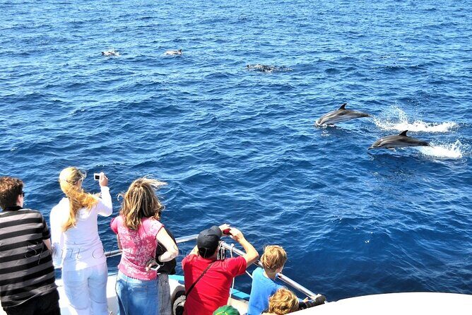 Spirit of the Sea: Cetacean sighting in Gran Canaria - Weather, Sea Conditions, and the Reality of Waiting for Wildlife