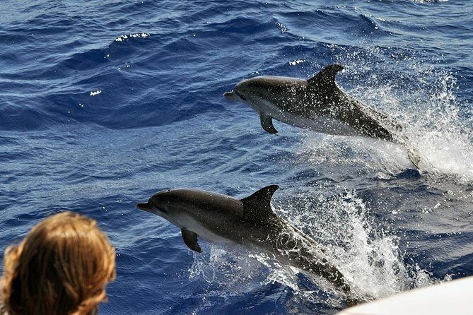 Spirit of the Sea: Cetacean sighting in Gran Canaria - Other Marine Life You Might See (Beyond the Big Two)