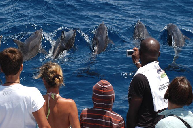 Spirit of the Sea: Cetacean sighting in Gran Canaria - Glass-Bottom Catamaran Viewing: When It Helps and When It Doesn’t