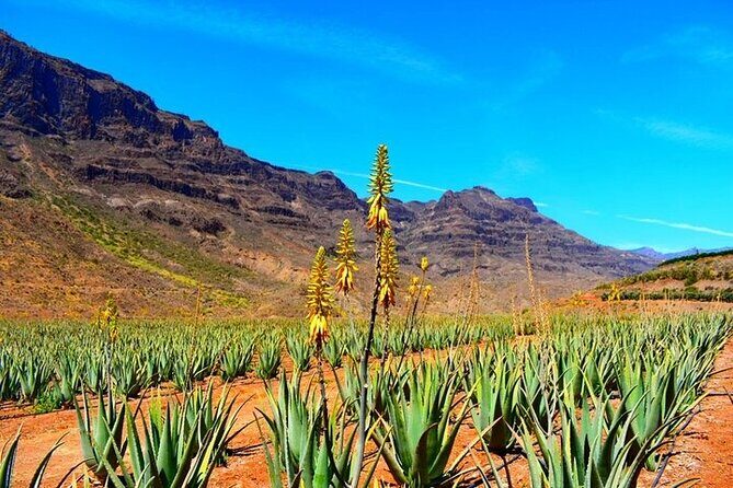 Tour to Guayadeque, Firgas, Fataga - VIP - Pace, group size, and what to pack for a smooth coach day