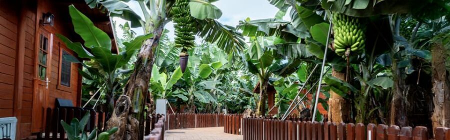 Traditional Gran Canaria: Arucas, Firgas and Teror - A guided circuit of Arucas, Firgas, and Teror in one day